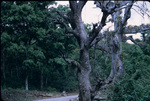 View of a Paved Road and Forest in Antigua