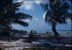 View of palm trees on a beach on North Cat Cay, Bahamas
