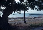 A man under a tree near the dock in Rock Sound, Eleuthera, Bahamas