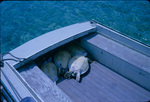 Bodies of four Green Turtles in the a boat near Man of War Cay, Abaco, Bahamas