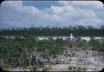 Berkeley F. Jones walks through young mangroves in South Bight, Andros, Bahamas