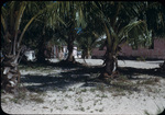 Children stand outside near palm trees in Staniard Creek, Andros, Bahamas.