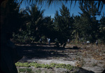 Boys hoeing a field on Staniard Creek, Andros, Bahamas