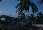 Wooden buildings surrounded by vegetation in Staniard Creek, Andros, Bahamas