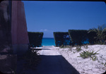View a walking path, ocean, and conifer tree hedges on Bimini, Bahamas