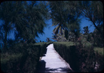 A walking path lined trees near the ocean on Bimini, Bahamas.