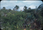 A man surrounded by tall shrubs and palm trees on Norman's Cay, Exuma, Bahamas