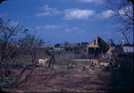 A pack of goats in a neighborhood in Dunmore Town, Harbour Island, Bahamas