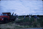 Farm Workers in Field