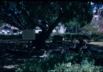 A Couple Sitting Under the Ficus Tree in a Park