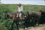 Man on horse transporting charcoal
