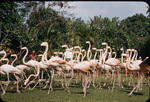 West Indian Flamingos on parade in Ardastra Gardens, New Providence, Bahamas