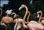 Hedley Vivian Edwards with West Indian Flamingos in Ardastra Gardens, New Providence, Bahamas