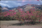 View of the Blue Mountains and bougainvillea plants in Hope Botanical Gardens
