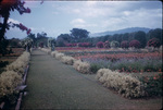 A grass walking path in a flower garden at Hope Botanical Gardens