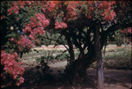 View of a flower garden from under a bougainvillea plant