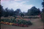 Rows of flowering plants at Hope Botanical Gardens