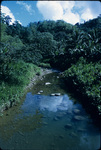 A woman washing clothes on the banks of a stream in rural Jamaica