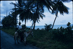 A Jamaican man riding a donkey on a seaside road