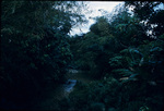 A forest and stream in Jamaica