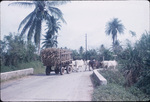 An ox cart hauling sugarcane on a rural road in Jamaica