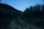 Dirt path through a Jamaican sugarcane field