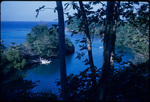View of boats in Blue Lagoon, Portland, Jamaica from breadfruit trees