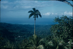 Palm tree and mountains in Saint Ann, Jamaica