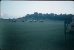 Spectators watching a polo match at Saint Ann Polo Club at Drax Hall