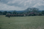 Horses in field at the Good Hope Plantation
