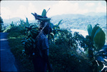 A man carrying bananas on a mountain road in Portland, Jamaica