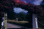 View of a bougainvillea arbor, gate, and mountains in Montego Bay, Jamaica