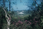 View of Verney House from bougainvillea plants