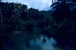 View of the tree line from "Blue Hole" Lagoon near Port Antonio, Portland, Jamaica