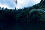 Tree line along "Blue Hole" Lagoon near Port Antonio, Portland, Jamaica