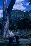 Two men looking at a mahogany tree in the Royal Botanic Gardens of Trinidad and Tobago