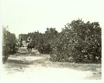 Two Men on Horses in an Orange Grove