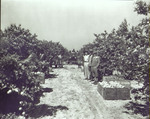Photograph of Workers in an Orange Grove