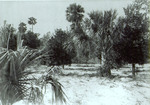 Photograph of Orange Grove with Palm Trees in the Foreground