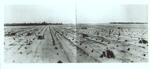 Photograph of Groves Planting