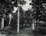 Parent Temple Tree, Winter Park, Fla.