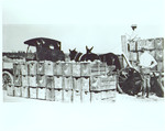 Photograph of fruit growers with crates of oranges and a horse-drawn cart