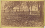 Photograph of Frozen Grove, With Ladder Against a Tree, 1895