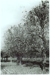 Orange Grove After the Freeze of 1895