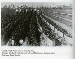 Dinda Celery Field. 1930s