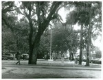 Students walks along tree-lined campus road