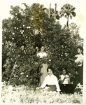 Students sit under an orange tree