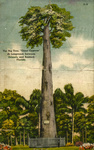 Big tree, "giant cypress" at Longwood. by Tichnor Bros.and Inc.