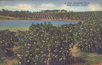 Large grapefruit grove near Orlando, Florida.