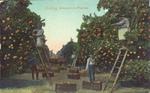 Picking oranges in Florida.